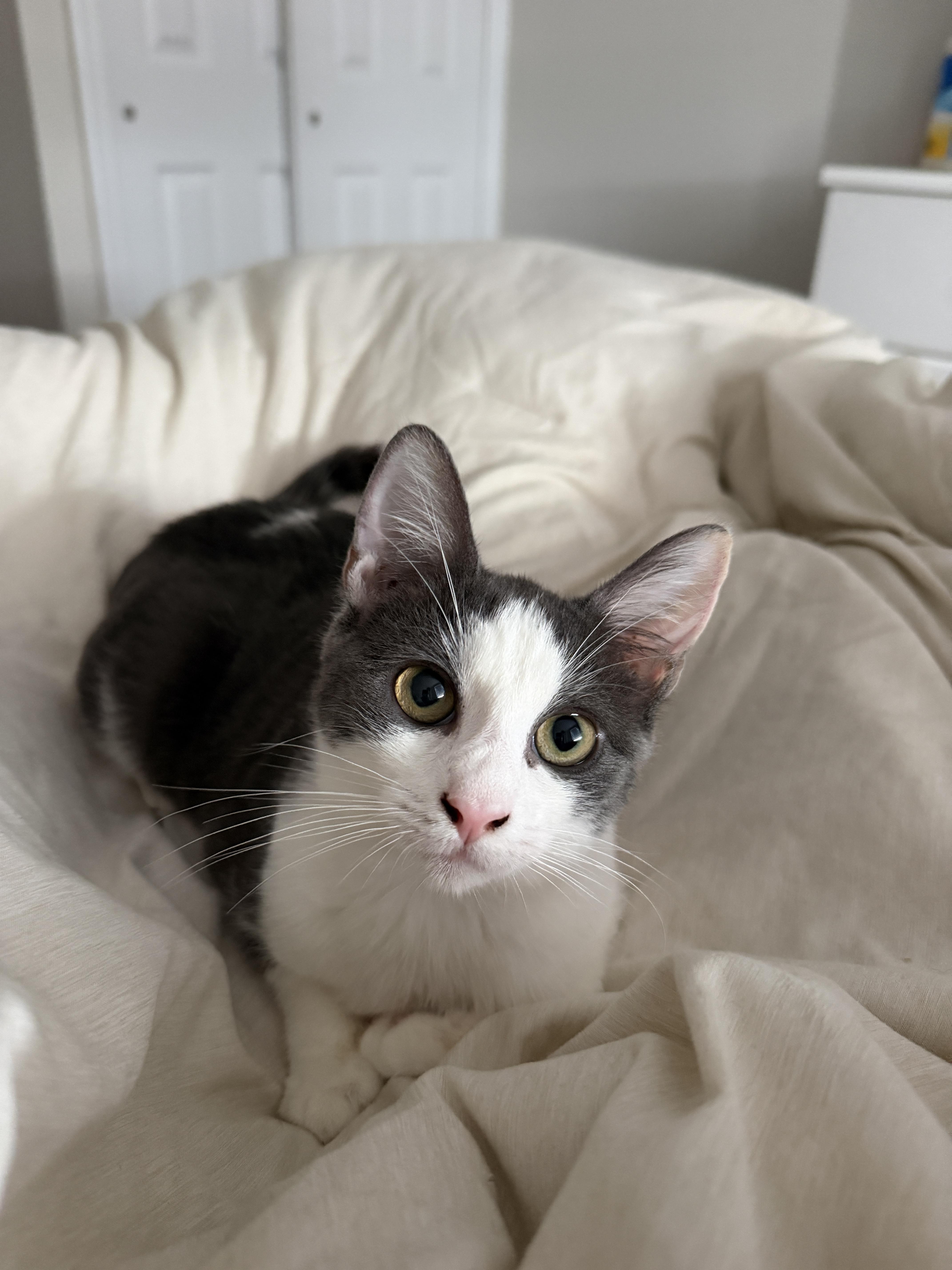 Enlarge BUNNY, a ADOPTABLE Domestic Short Hair in New York, NY image 2/4
