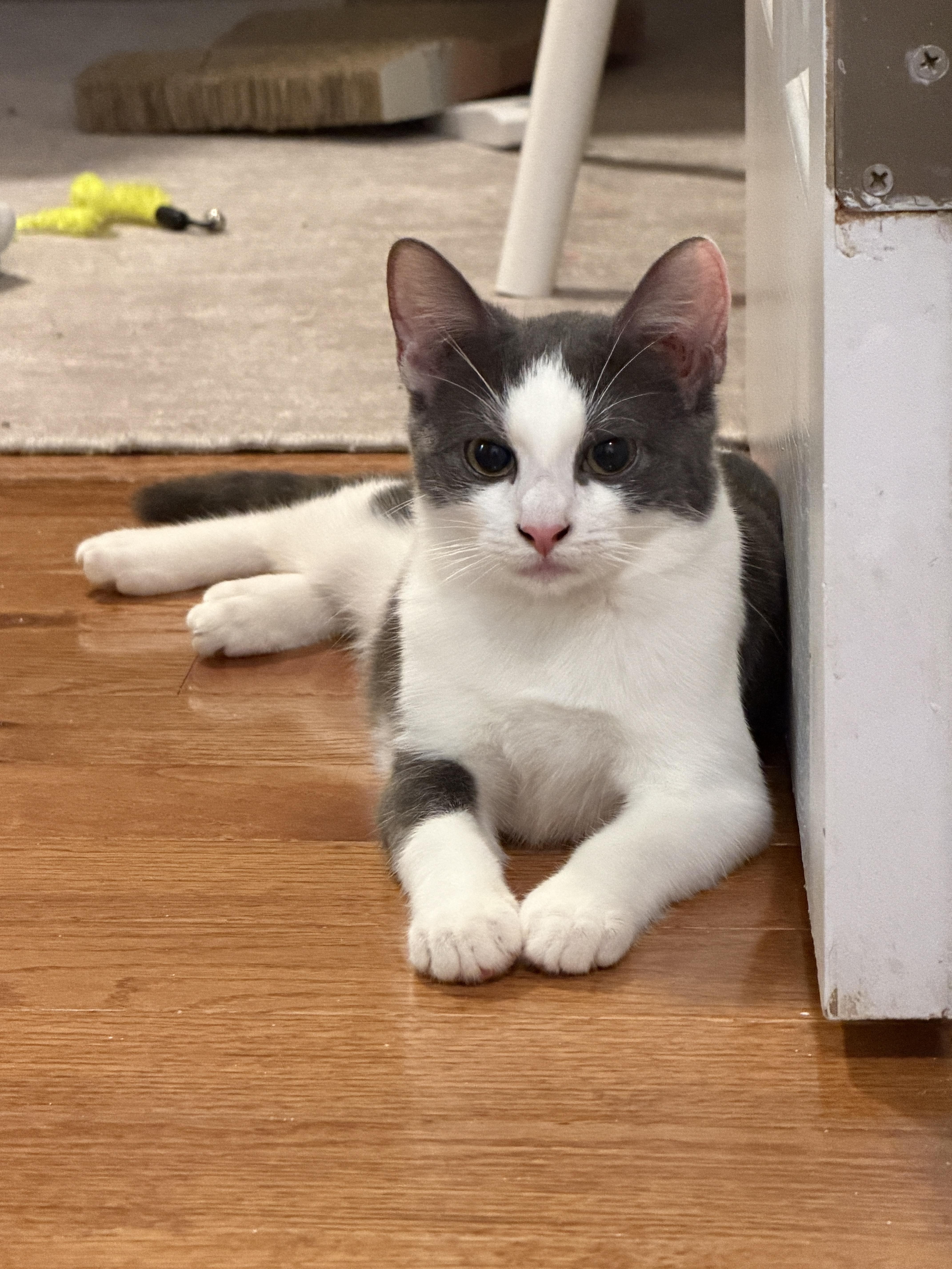 Enlarge BUNNY, a ADOPTABLE Domestic Short Hair in New York, NY image 3/4