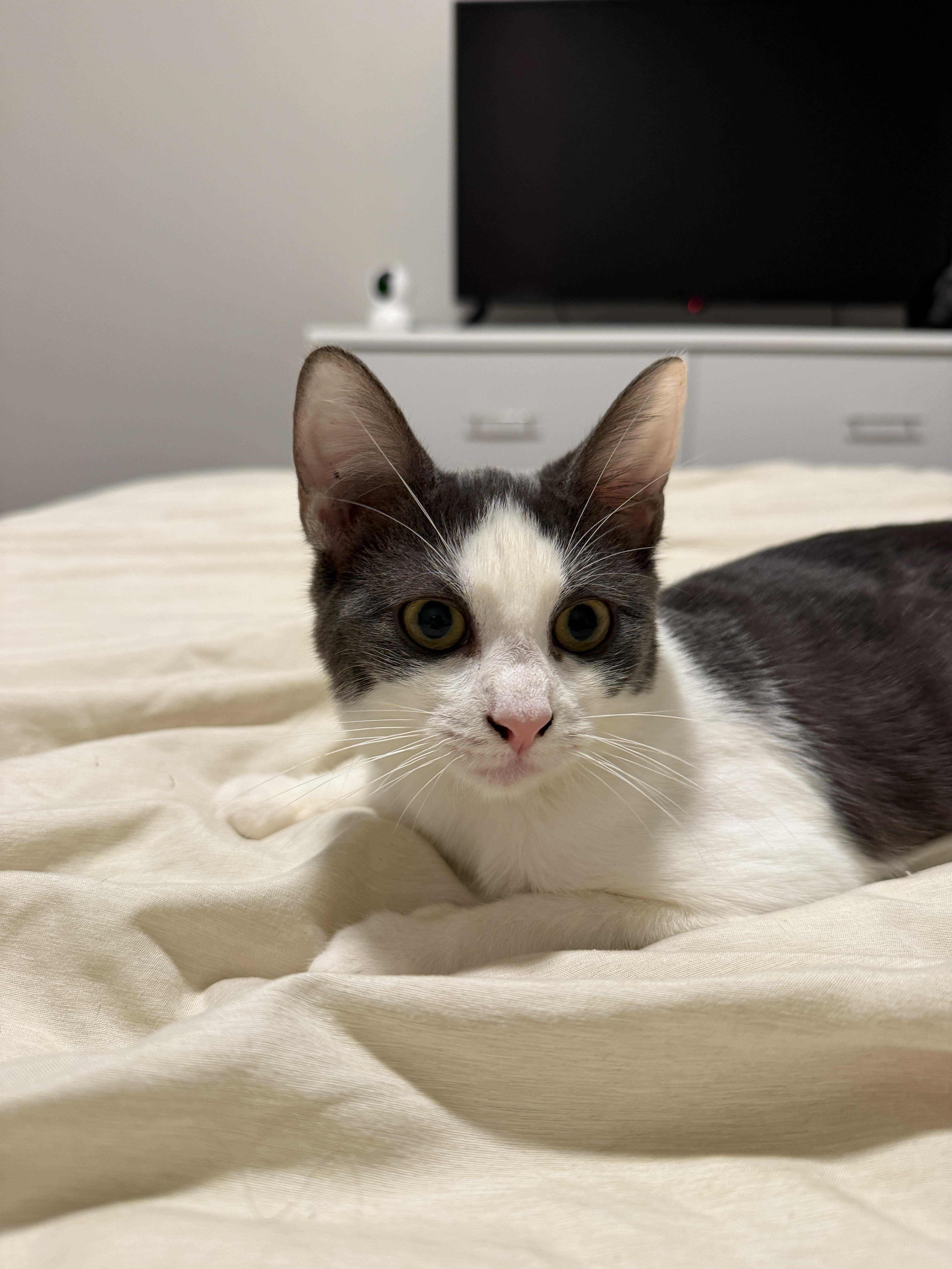 Enlarge BUNNY, a ADOPTABLE Domestic Short Hair in New York, NY image 4/4