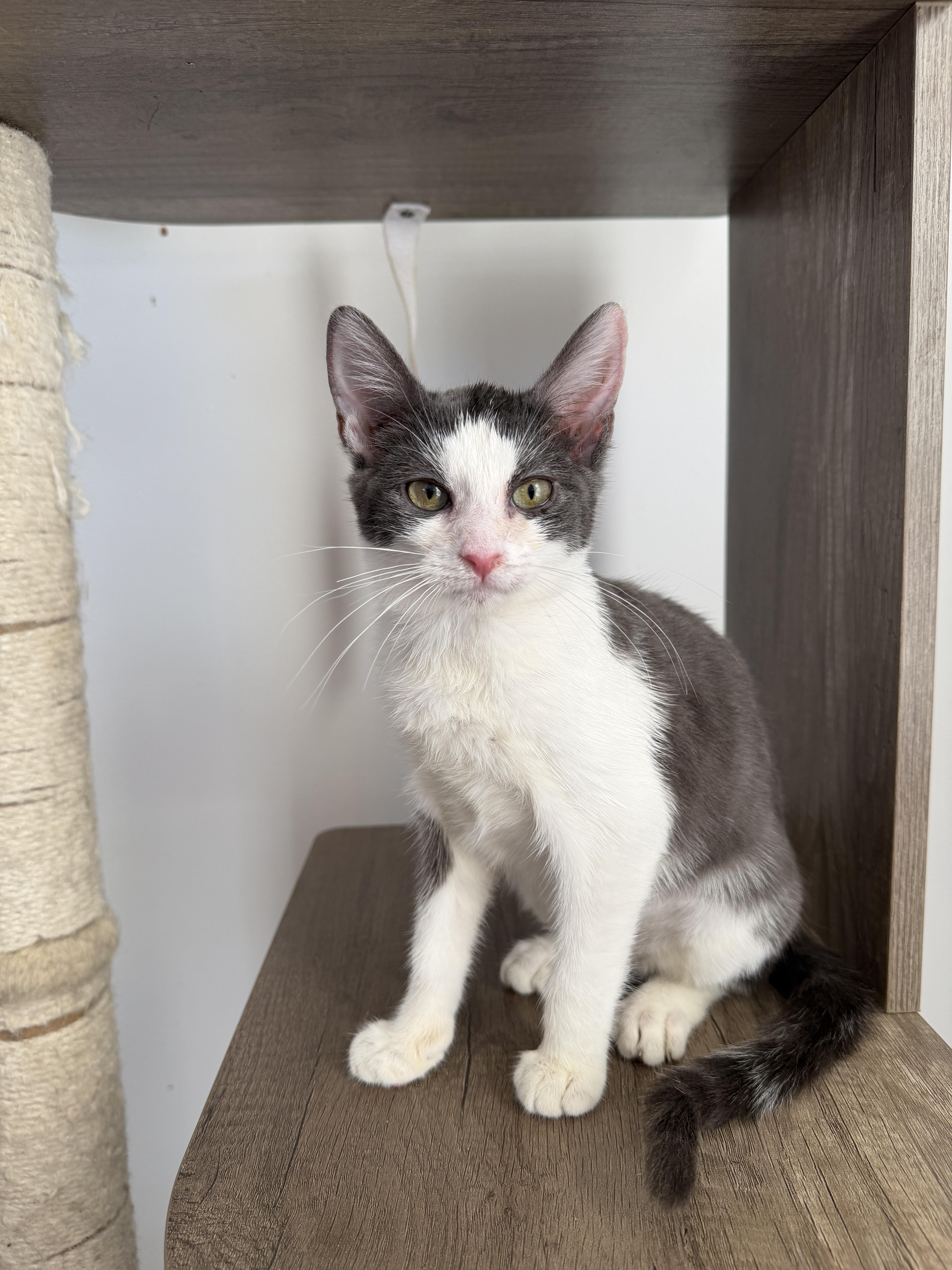 Enlarge BUNNY, a ADOPTABLE Domestic Short Hair in New York, NY image 1/4