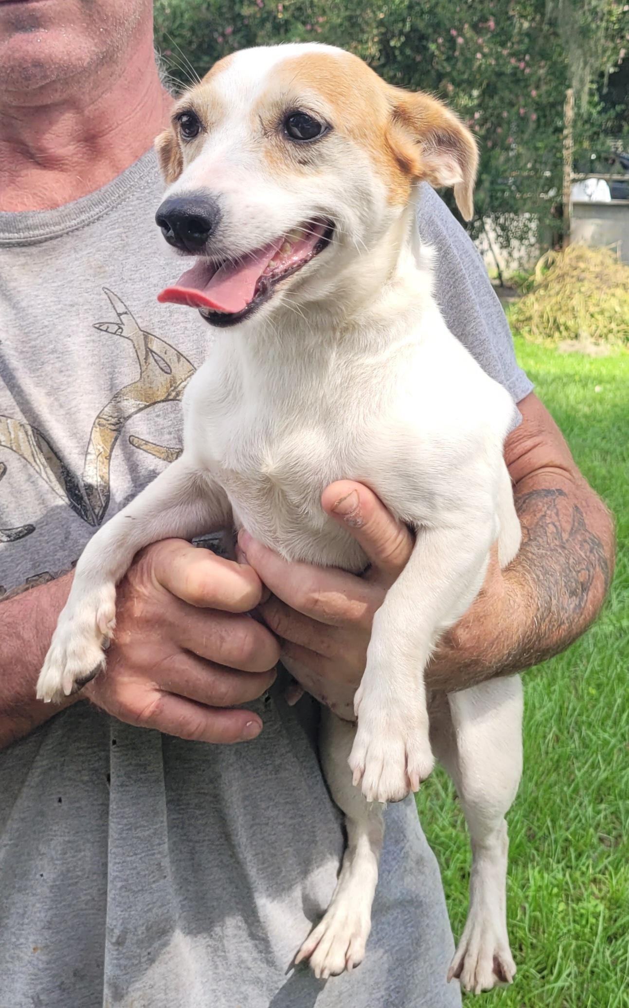 Enlarge Dottie, an adopted Jack Russell Terrier in Chiefland, FL image 2/2