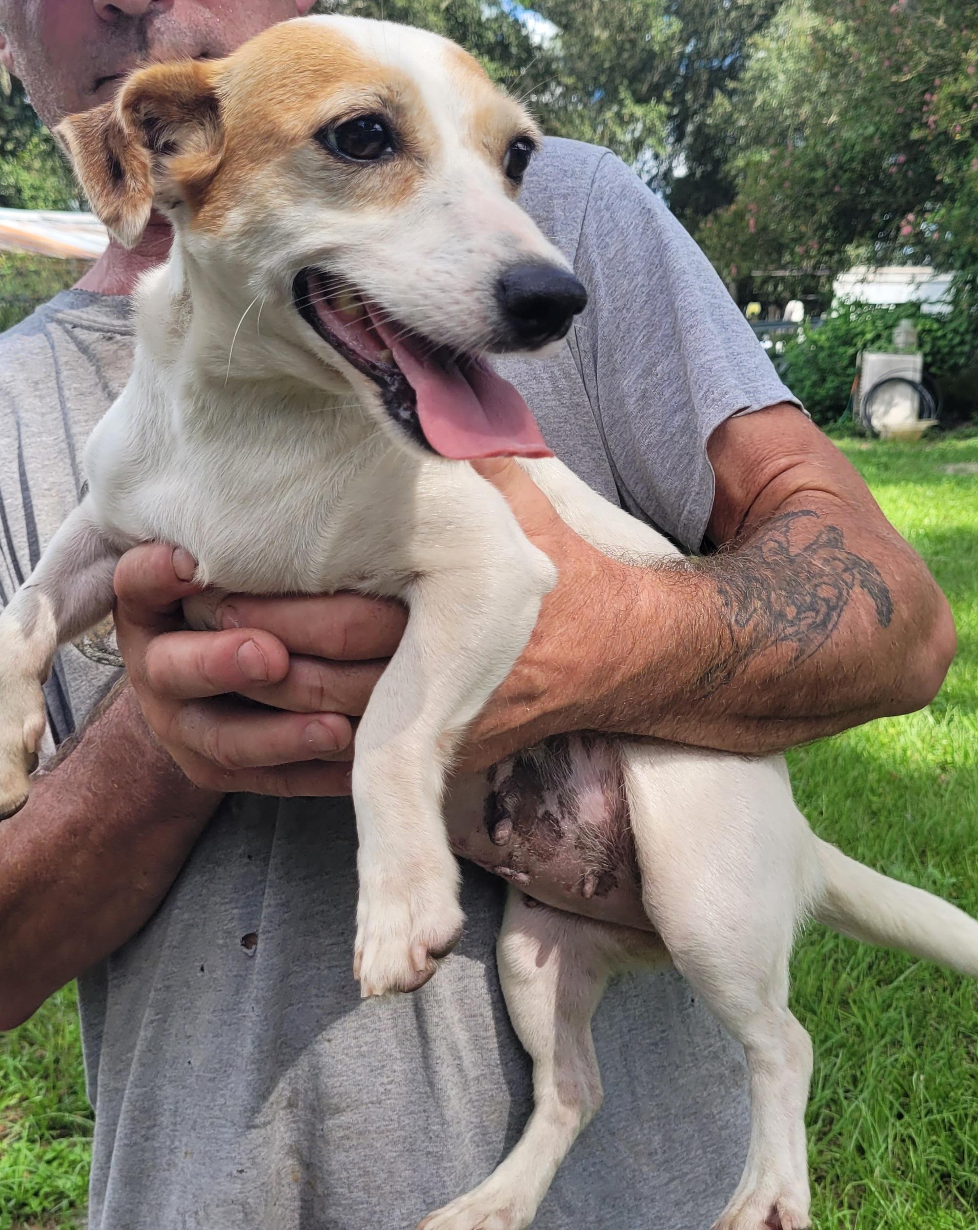 Dottie, adopted, Adult Female Jack Russell Terrier.