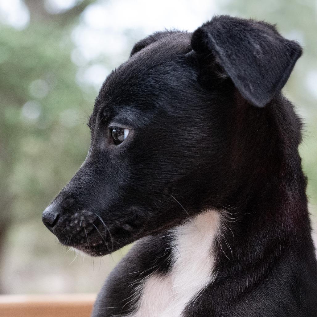 Zeus, Adoptable, Puppy Male Terrier.