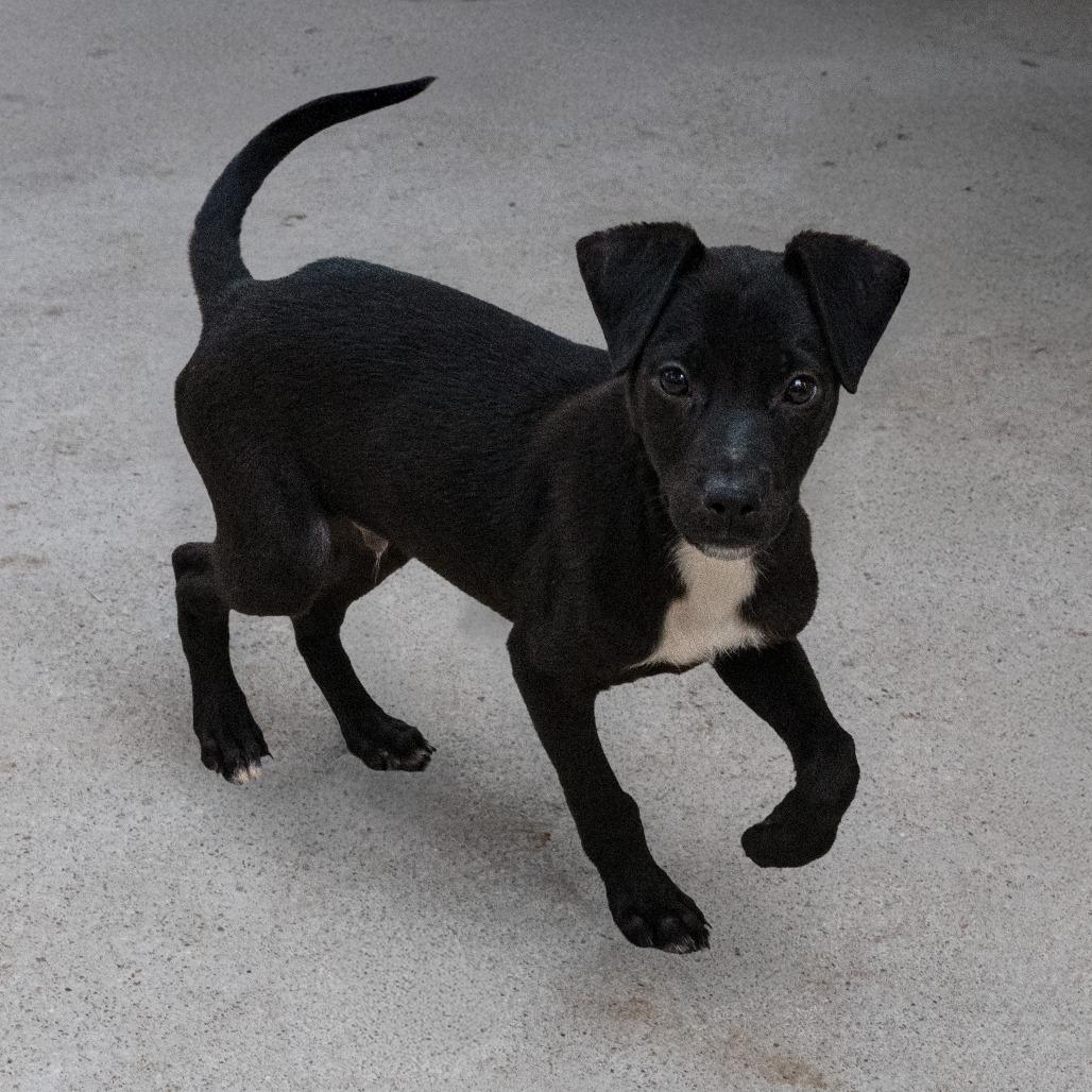 Zeus, a Adoptable mixed breed in Wimberley, TX image 3/6