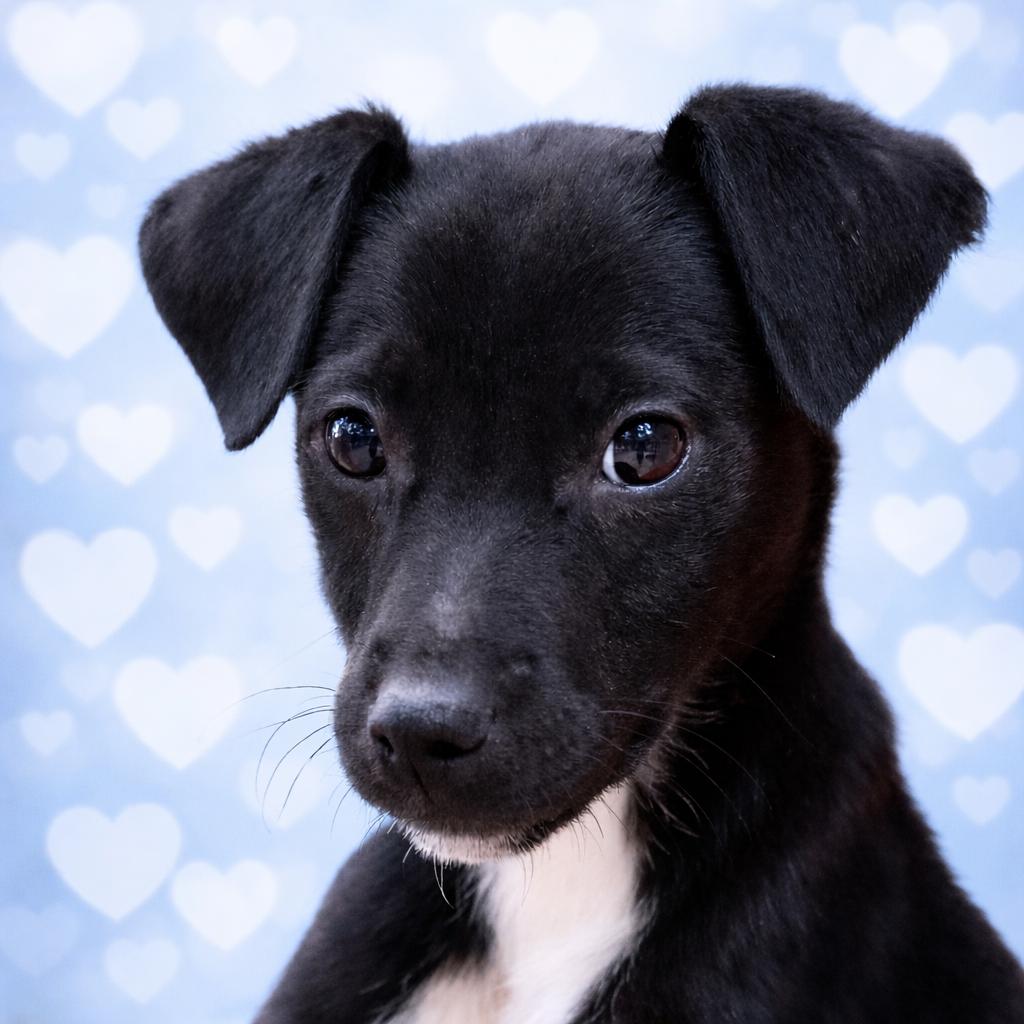 Zeus, a Adoptable mixed breed in Wimberley, TX image 4/6