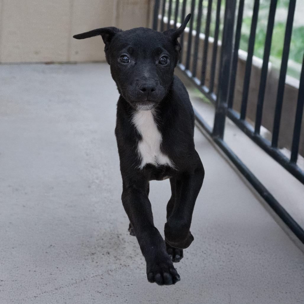Zeus, a Adoptable mixed breed in Wimberley, TX image 5/6