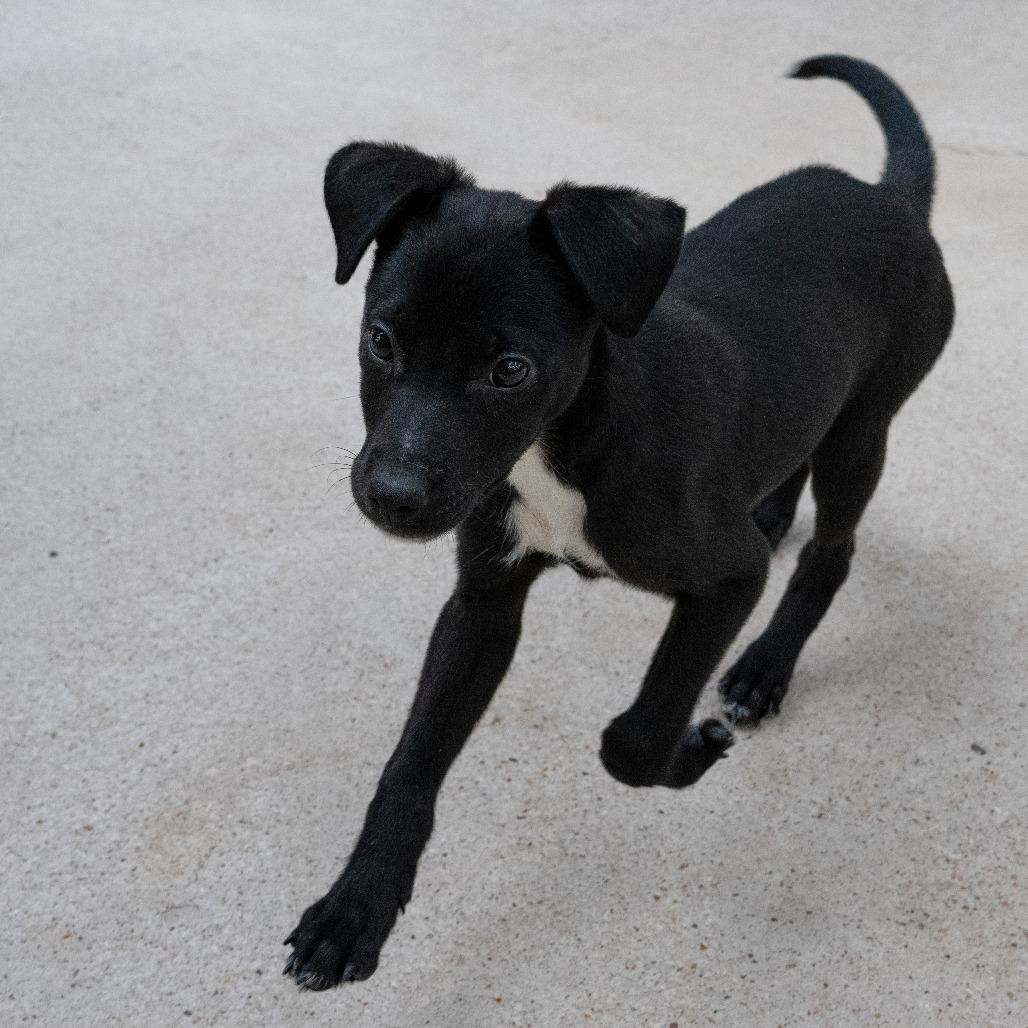 Zeus, a Adoptable mixed breed in Wimberley, TX image 6/6