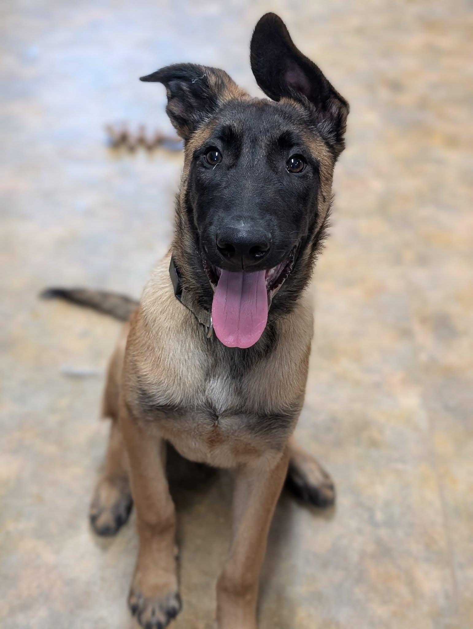 Pablo, ADOPTABLE, Puppy Male Belgian Shepherd / Malinois.