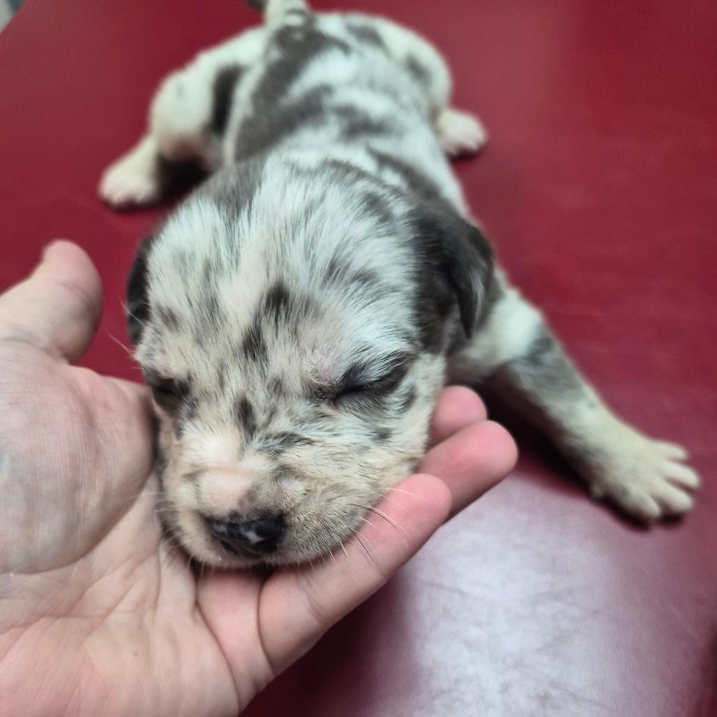Gypsy, a Adoptable Labrador Retriever in Hope Mills, NC image 1/2