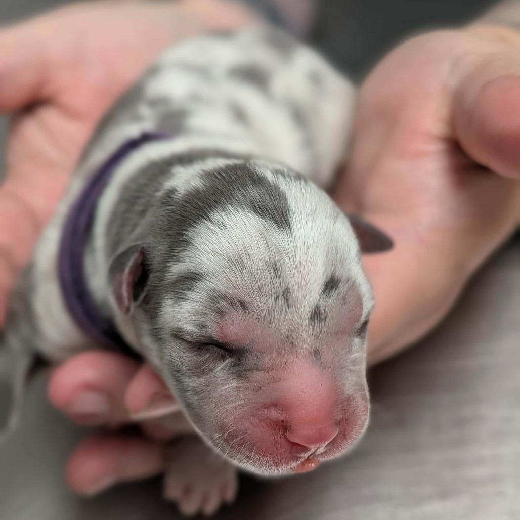 Gypsy, a Adoptable Labrador Retriever in Hope Mills, NC image 2/2