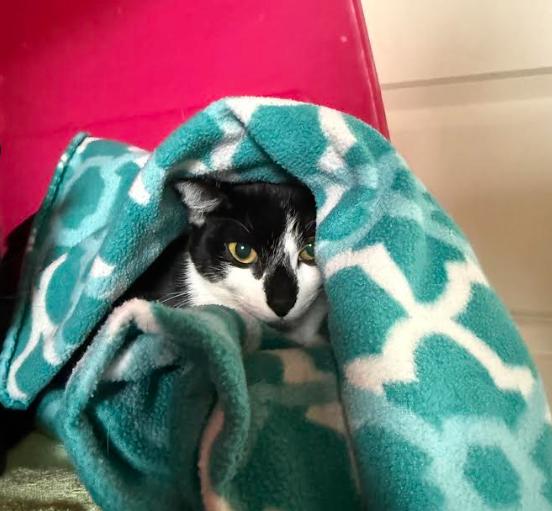 JB, Adoptable, Adult Female Domestic Short Hair.