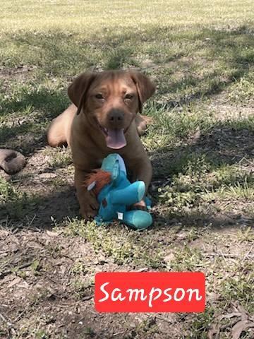 Sampson