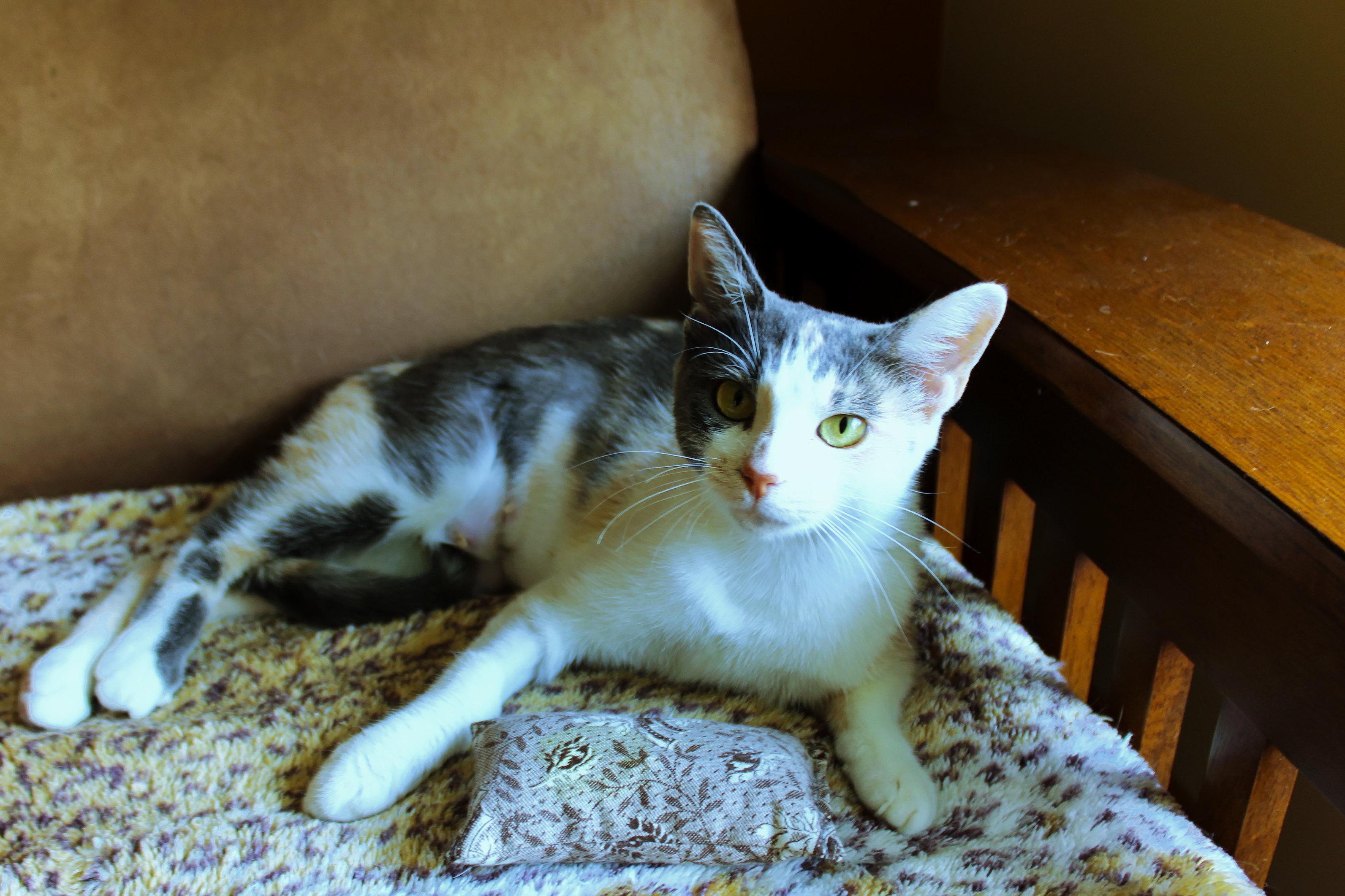 Sophia, a ADOPTABLE Dilute Calico in Urbana, OH image 6/6