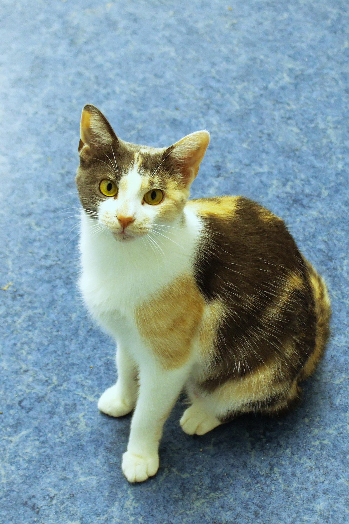Enlarge Sophia, a Adoptable Dilute Calico in Urbana, OH image 6/6