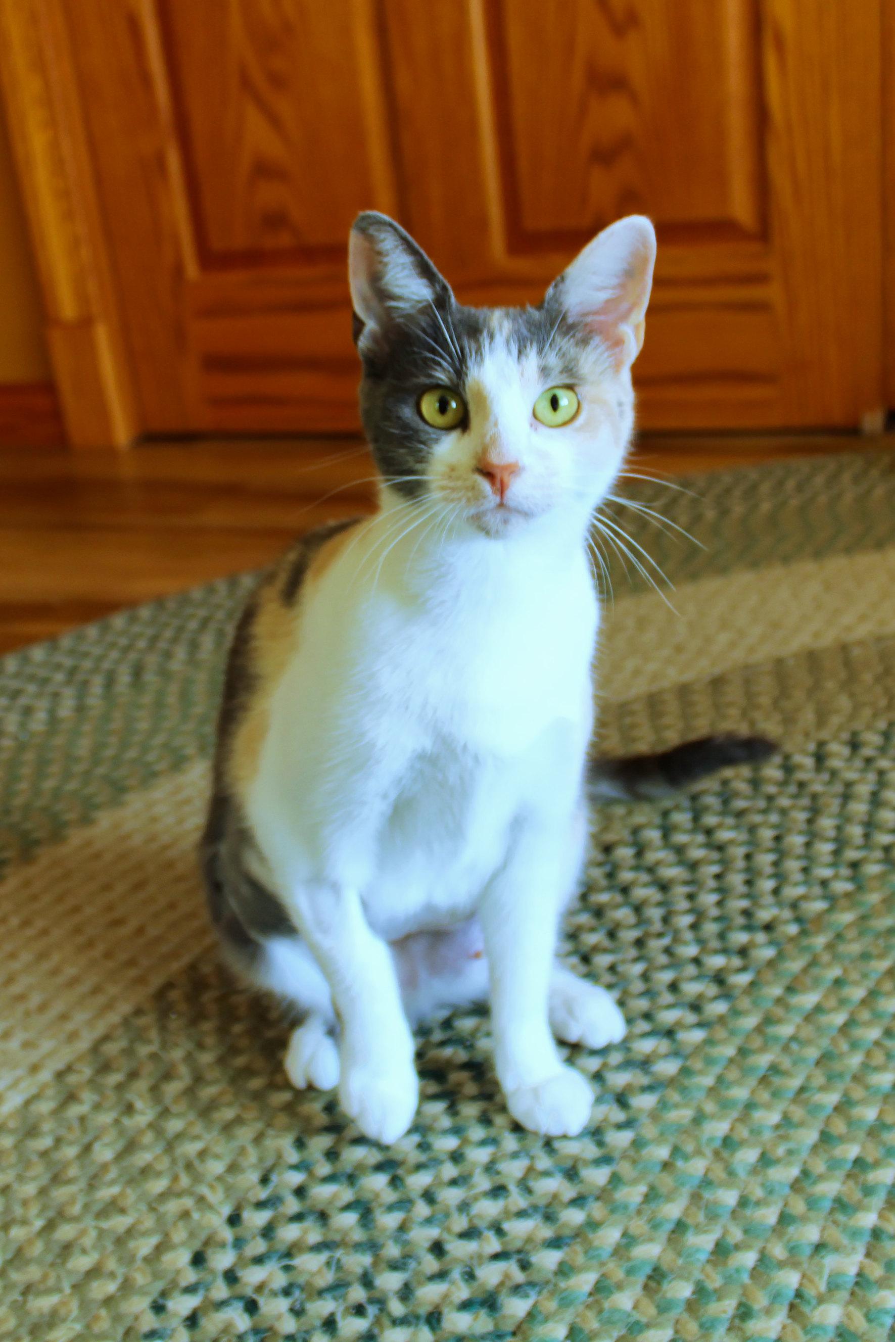 Sophia, a ADOPTABLE Dilute Calico in Urbana, OH image 2/6