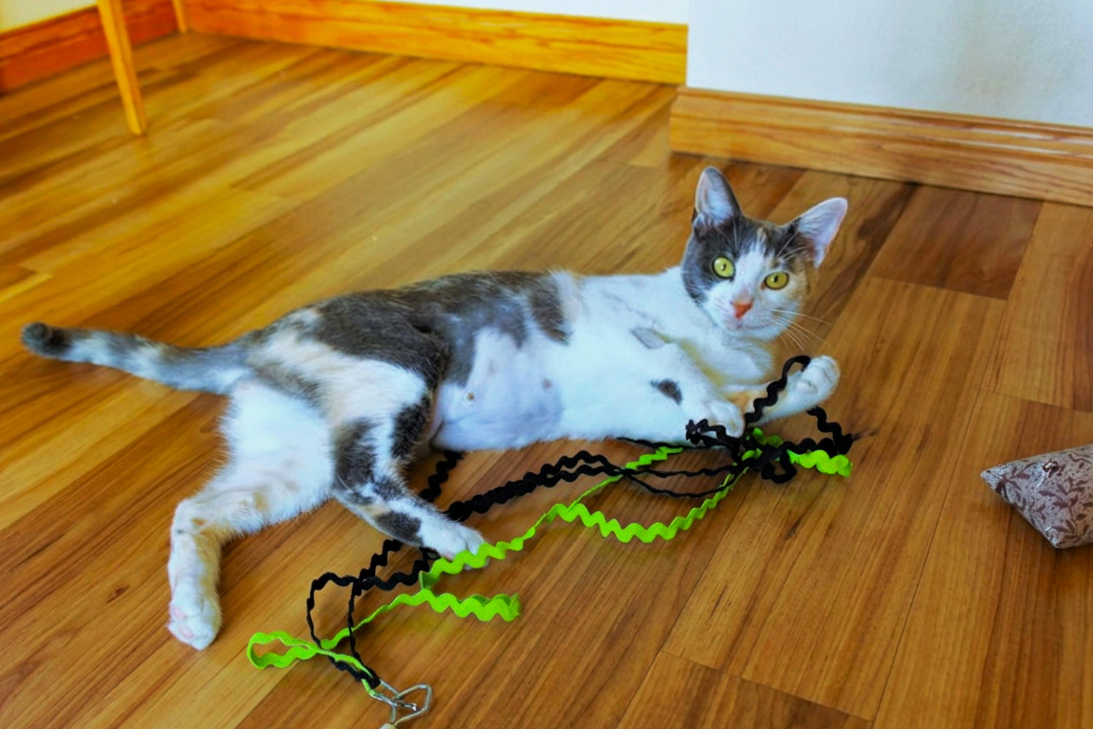 Sophia, a ADOPTABLE Dilute Calico in Urbana, OH image 3/6