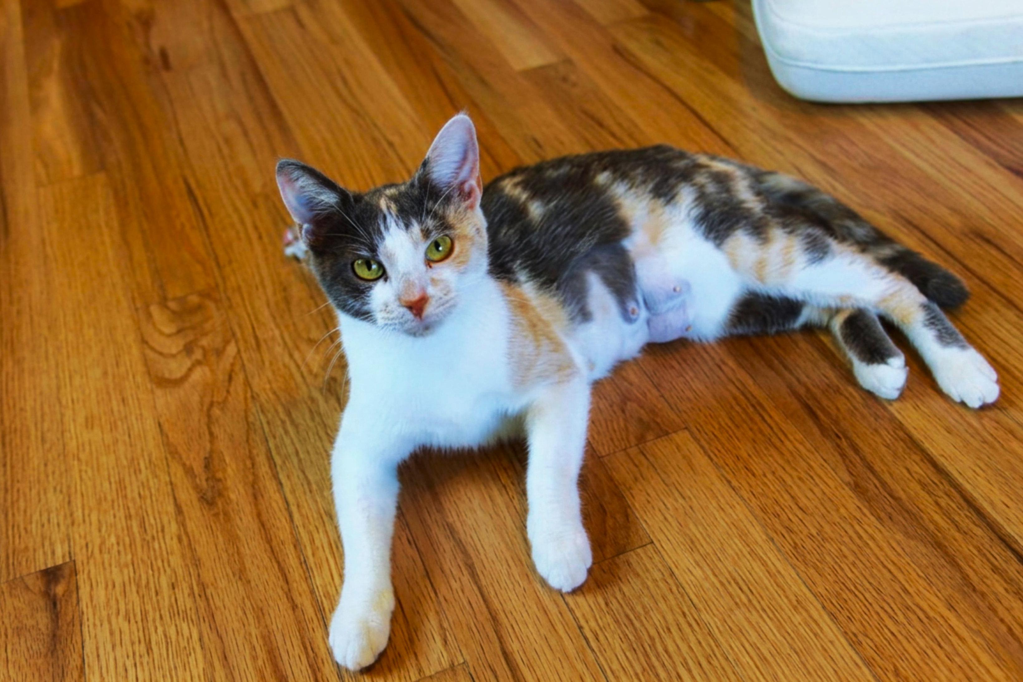 Sophia, a ADOPTABLE Dilute Calico in Urbana, OH image 5/6