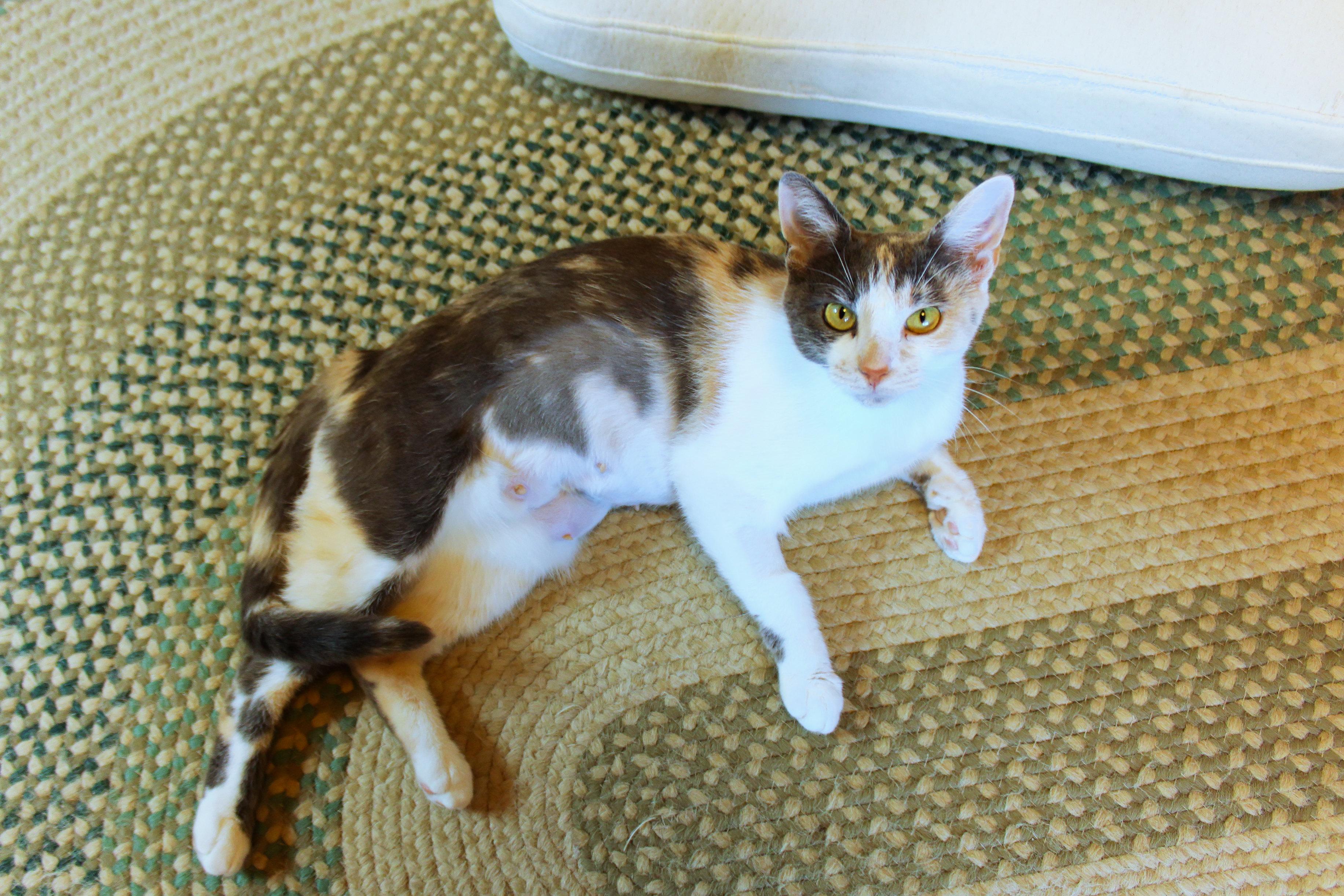 Sophia, a ADOPTABLE Dilute Calico in Urbana, OH image 4/6