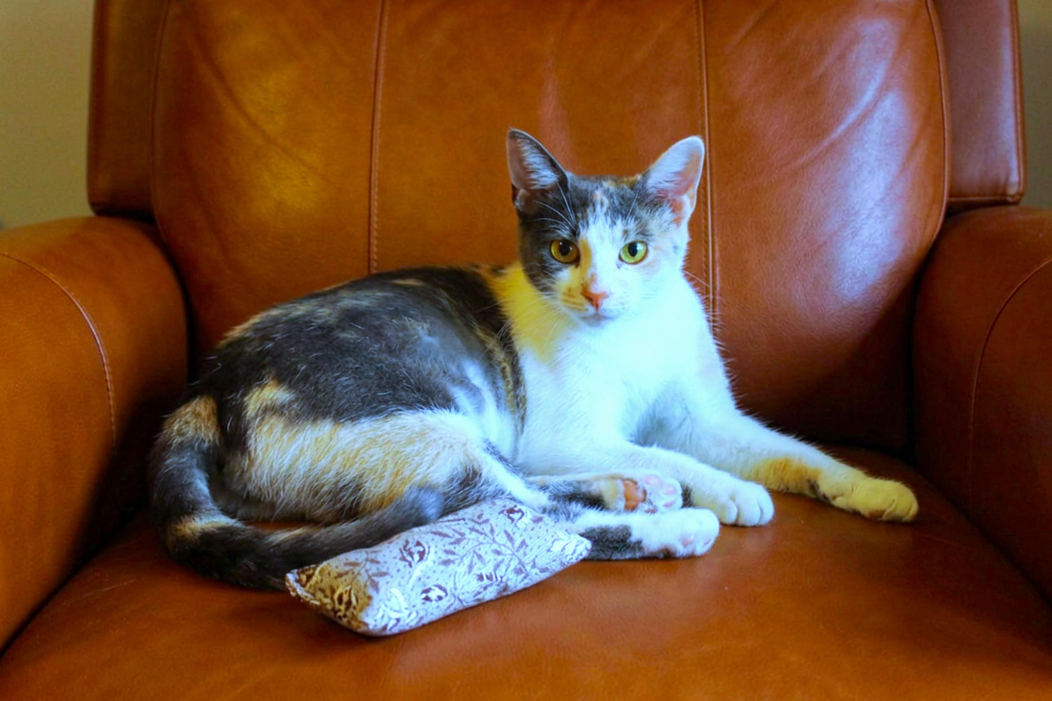 Sophia, a ADOPTABLE Dilute Calico in Urbana, OH image 1/6