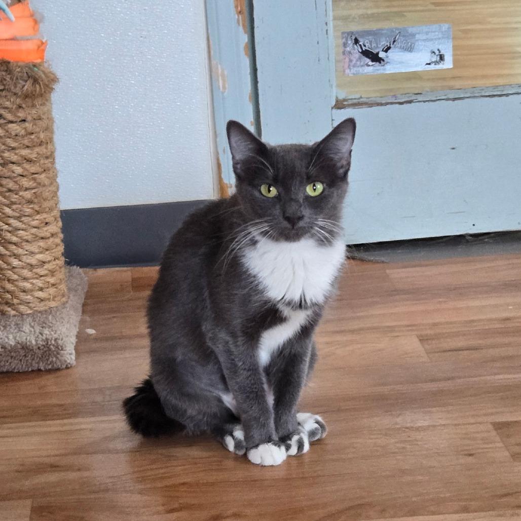 Ally, Adoptable, Adult Female Domestic Medium Hair.