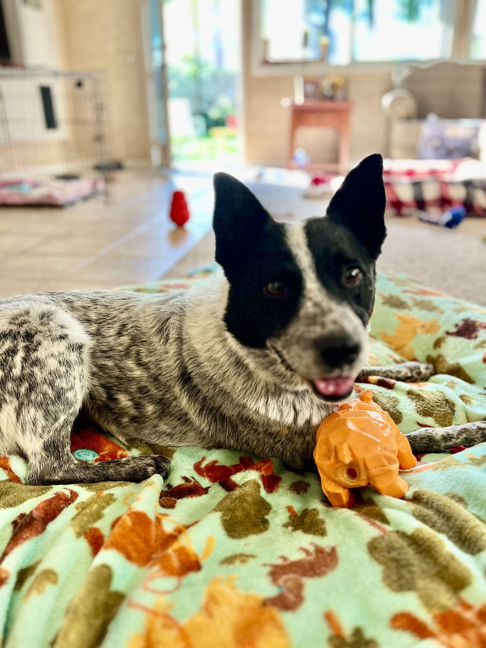 Kingston, Adoptable, Young Male Australian Cattle Dog / Blue Heeler.