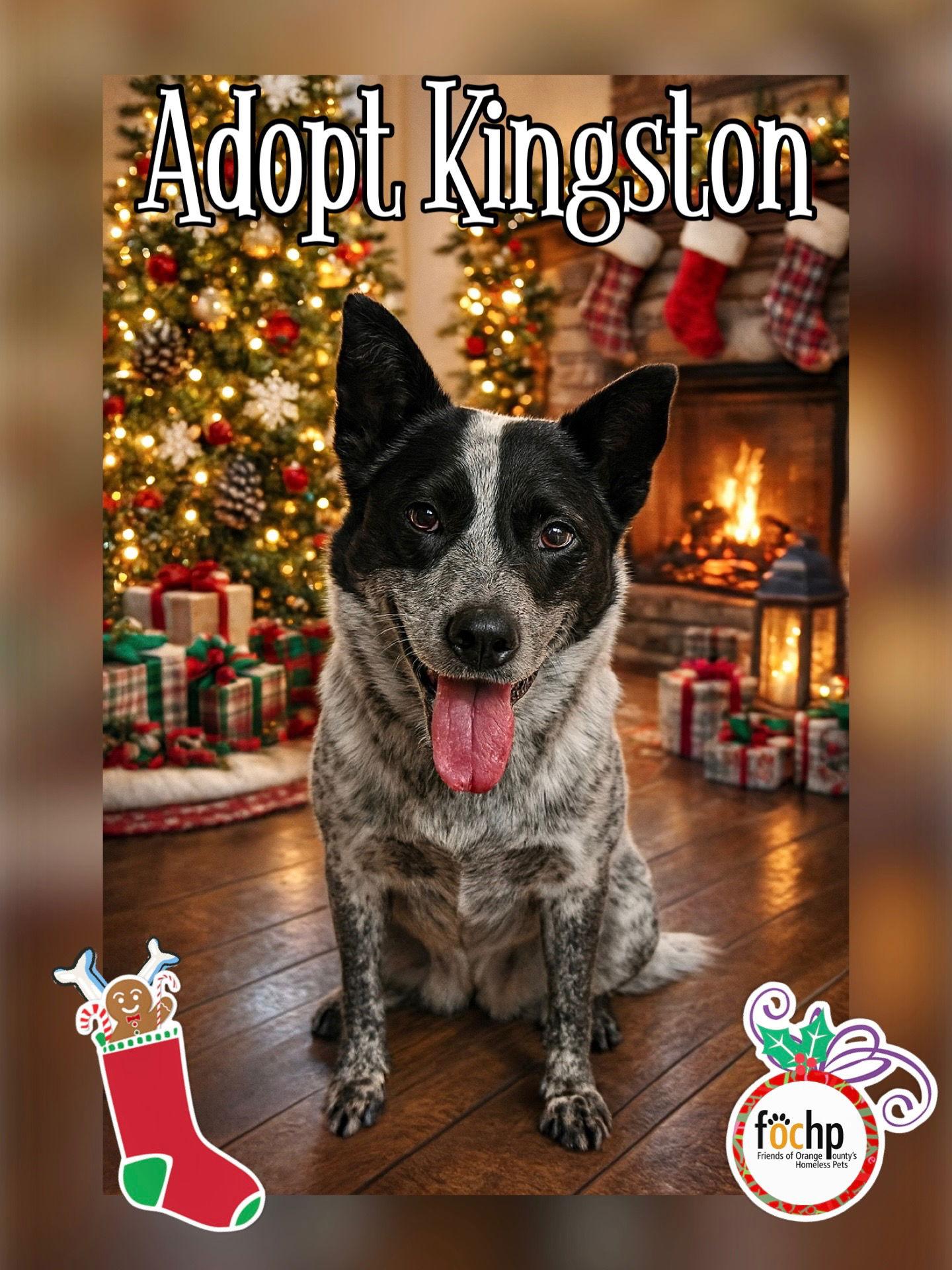 Kingston, a Adoptable Australian Cattle Dog / Blue Heeler in Orange, CA image 2/2