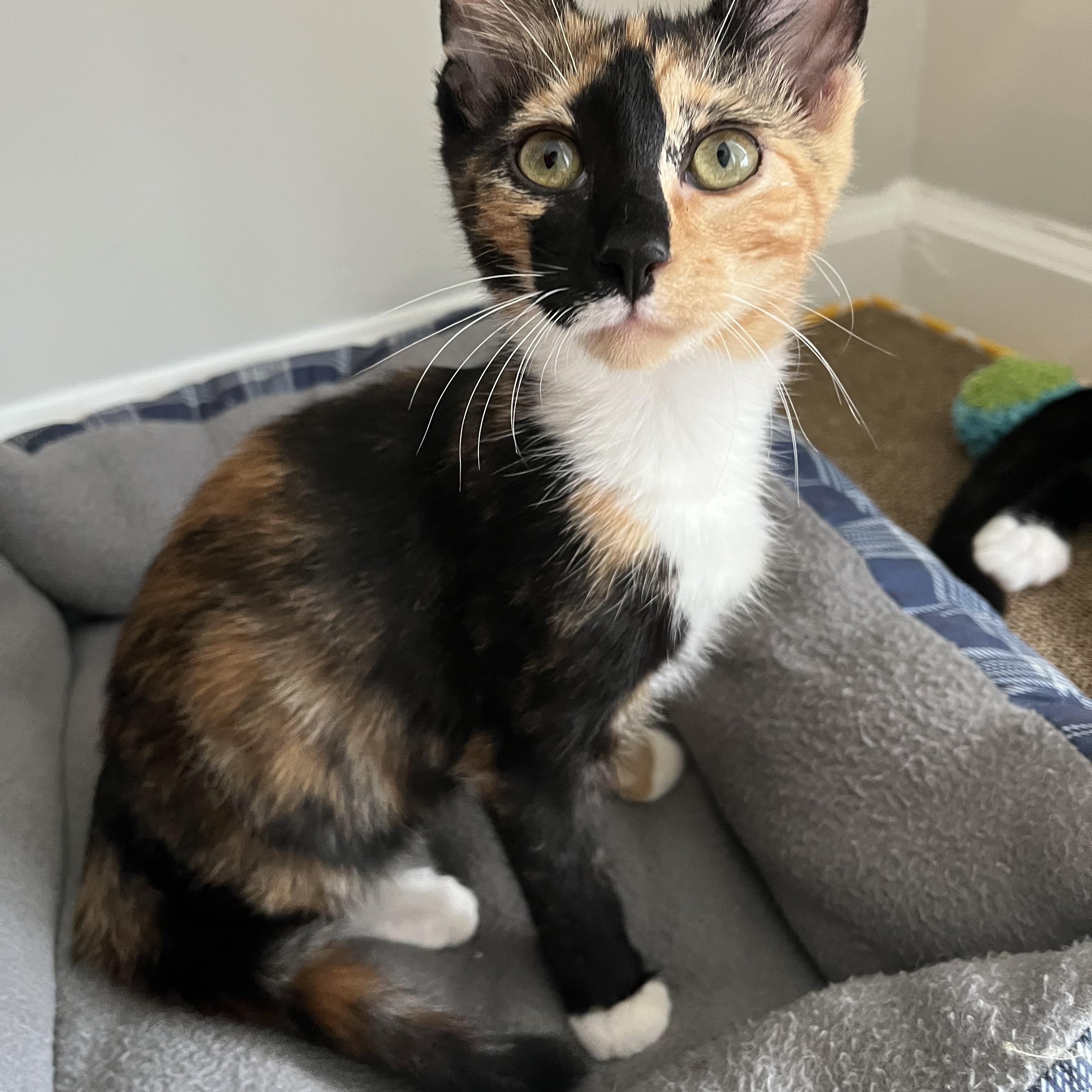 Peaches, Adoptable, Young Female Domestic Short Hair.