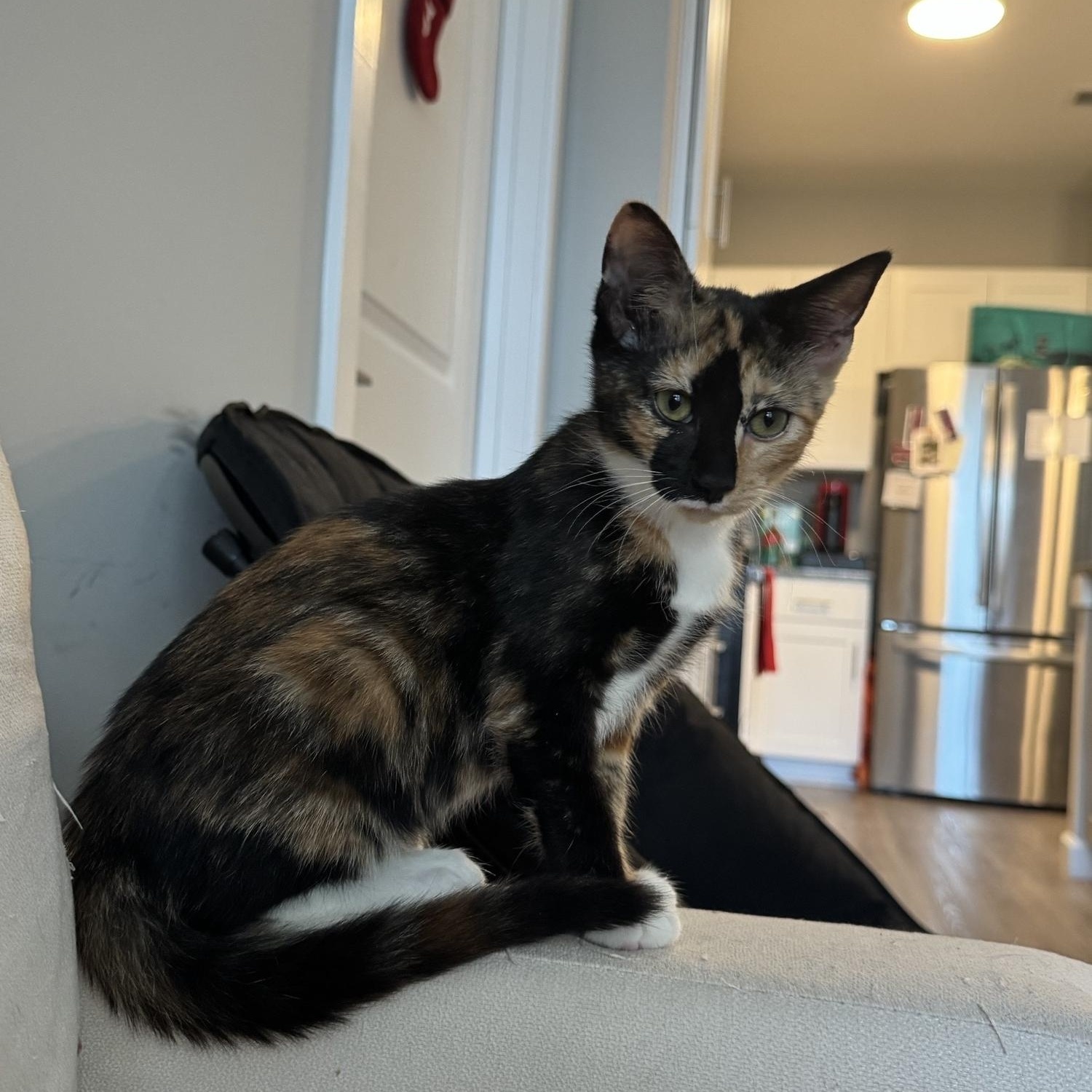 Enlarge Peaches, a Adoptable Domestic Short Hair in Blacksburg, VA image 2/3