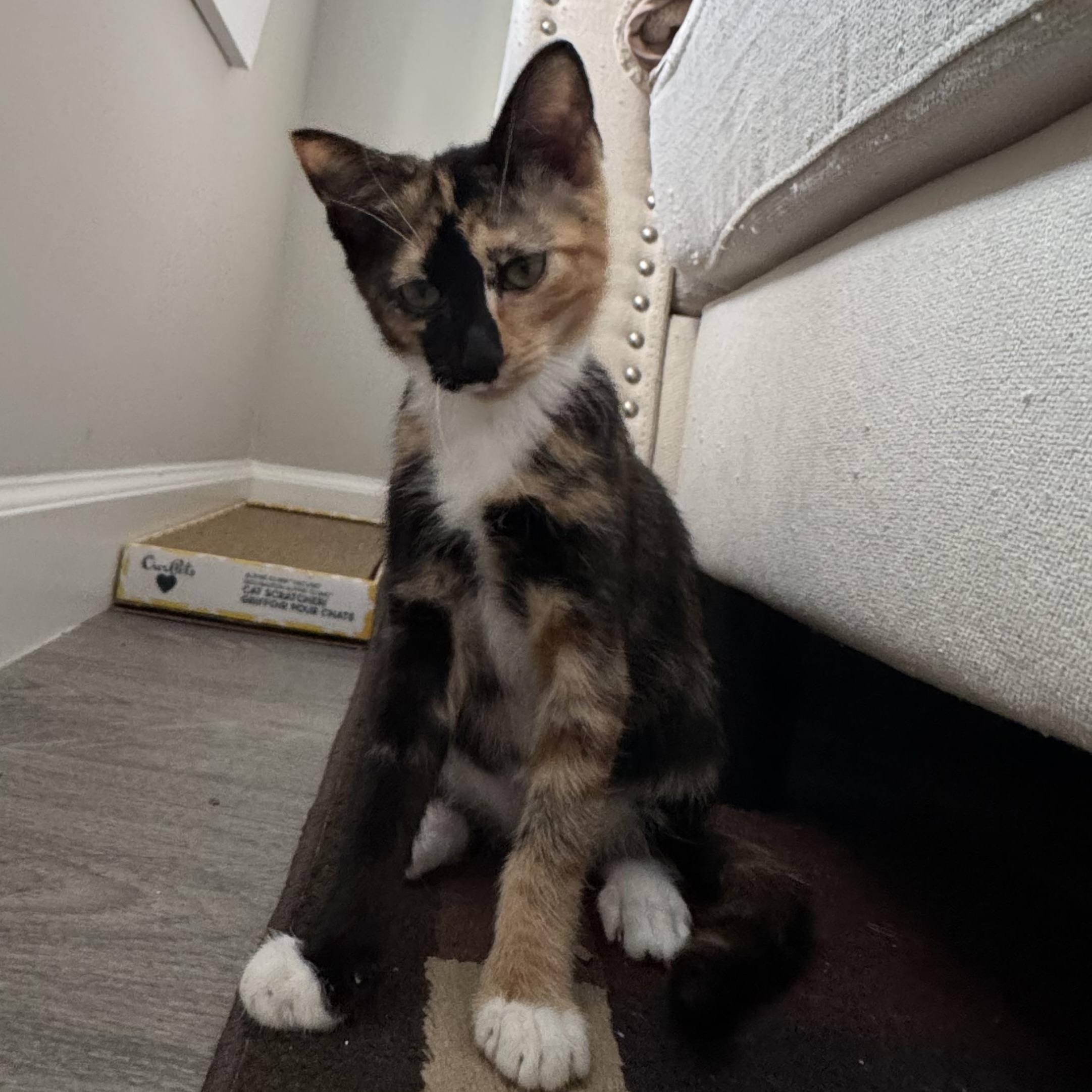 Enlarge Peaches, a Adoptable Domestic Short Hair in Blacksburg, VA image 3/3