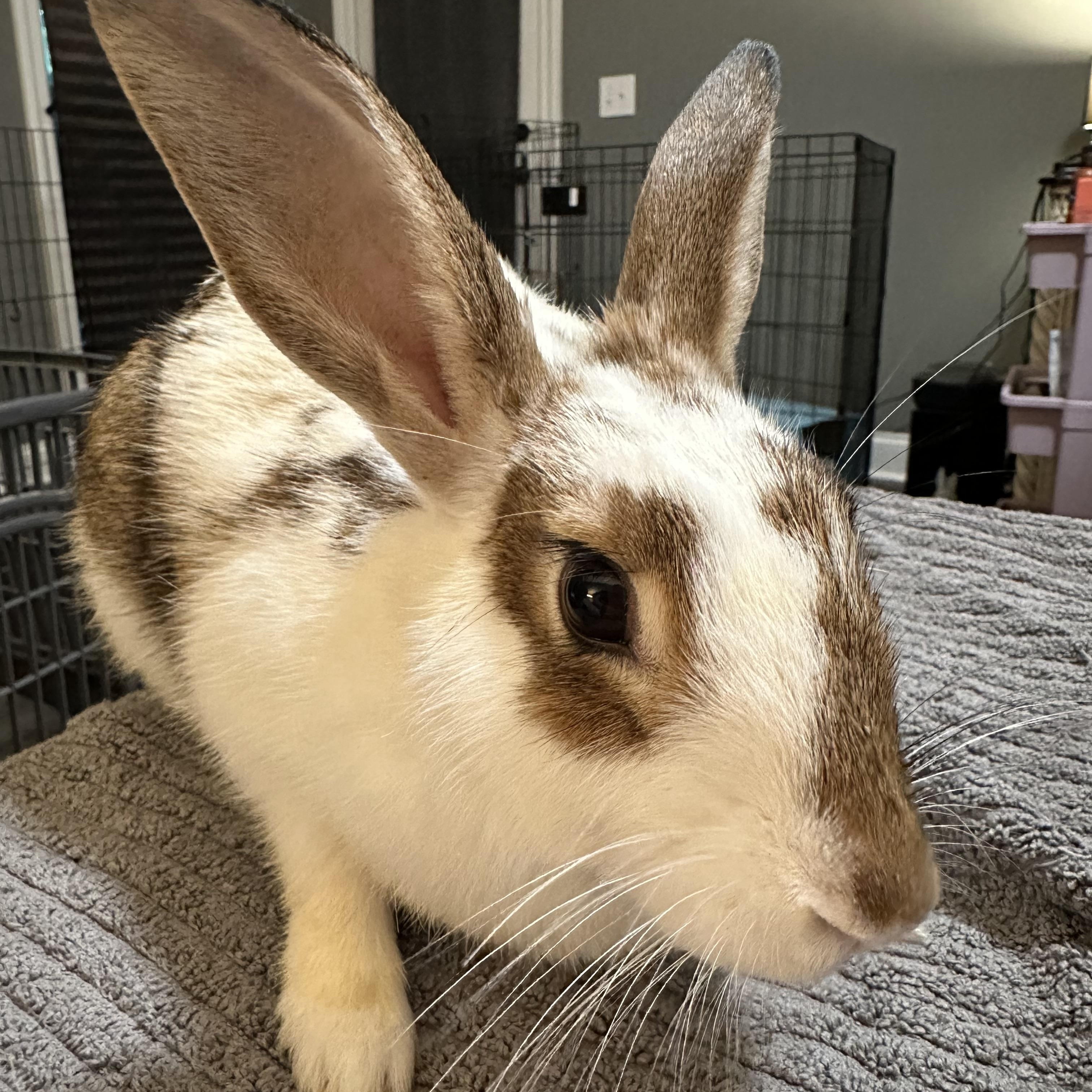 Enlarge Ruthie & Bruce (bonded pair), a Adoptable mixed breed in Huntsville, AL image 2/3
