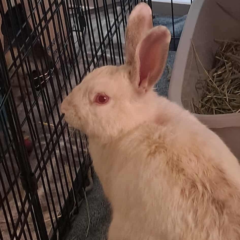 Enlarge Ruthie & Bruce (bonded pair), a Adoptable mixed breed in Huntsville, AL image 3/3