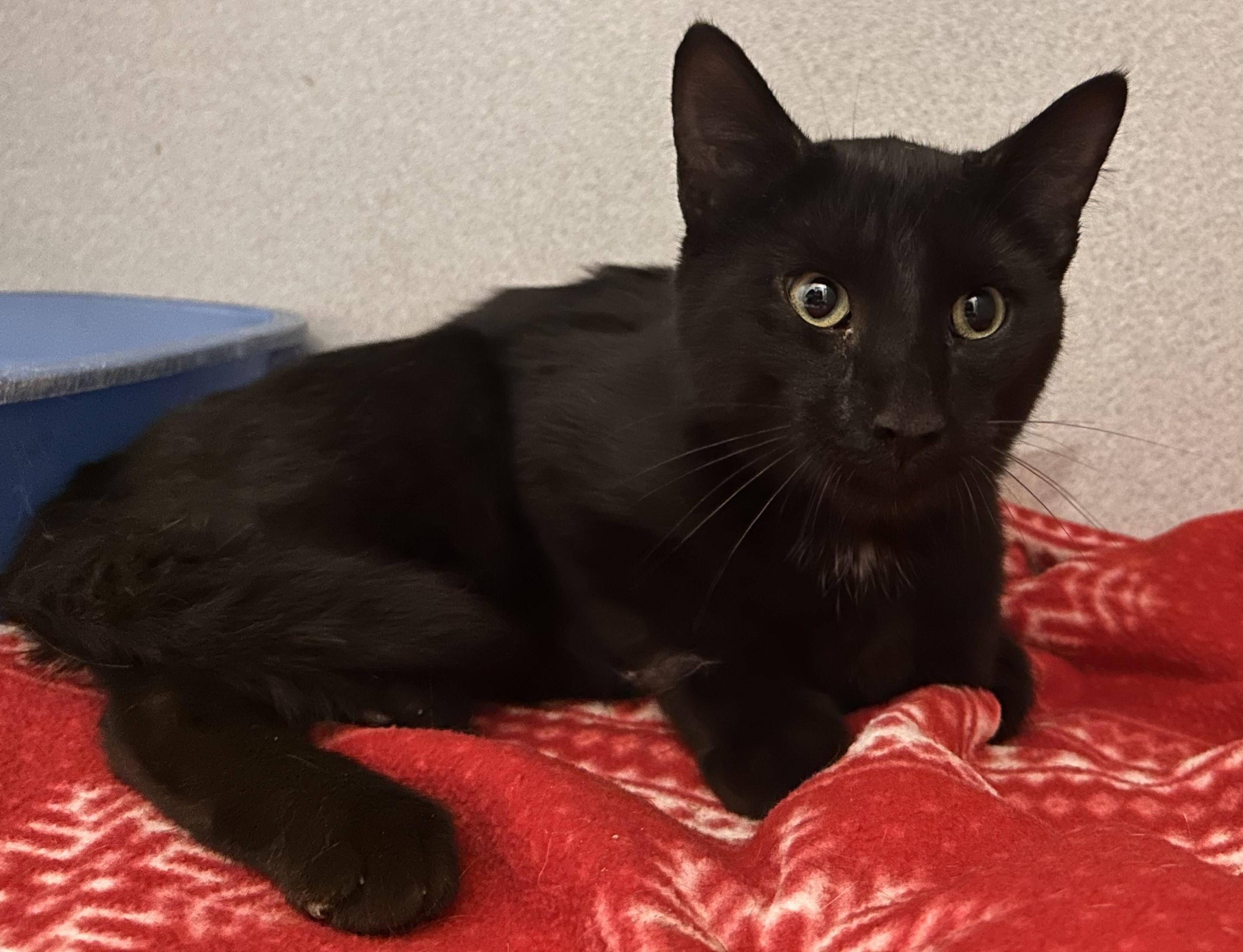 Keith, Adoptable, Adult Male Domestic Short Hair.