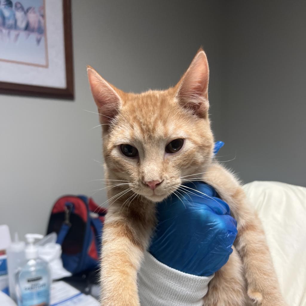 Dragon, Adoptable, Young Male Domestic Short Hair.