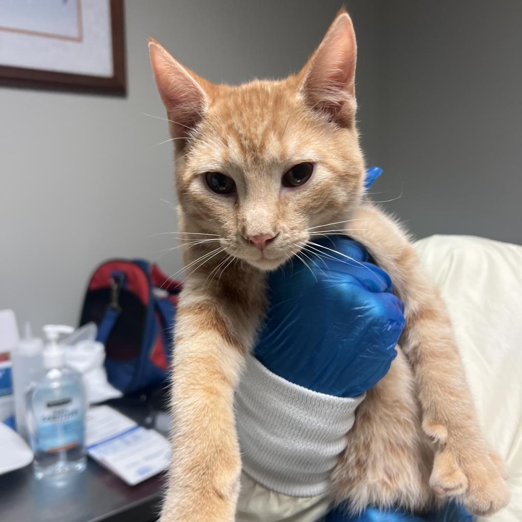 Enlarge Dragon, a Adoptable Domestic Short Hair in Richmond, IN image 2/2