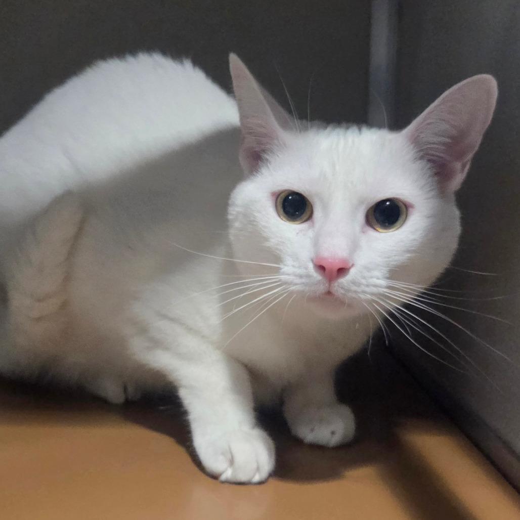 Cotton Candy, Adoptable, Adult Female Domestic Short Hair.