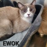 BOMPERZ, a Adoptable Siamese in Henderson, NV image 2/3