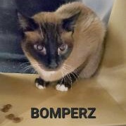 BOMPERZ, a Adoptable Siamese in Henderson, NV image 1/3