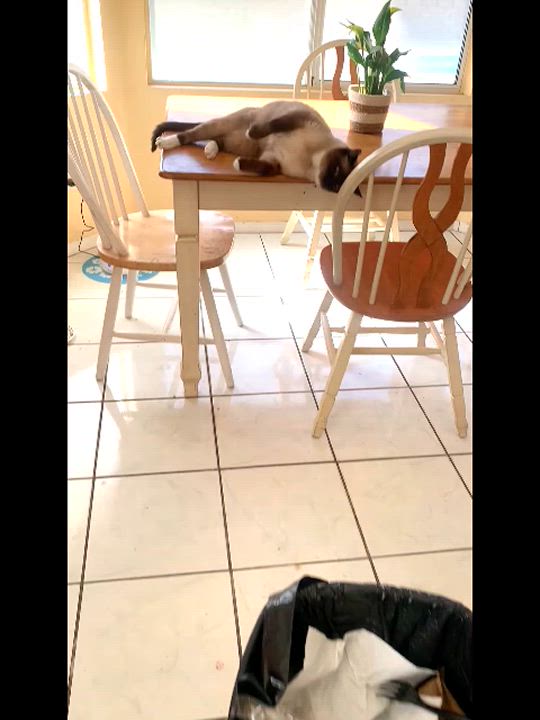 Enlarge BOMPERZ, a Adoptable Siamese in Henderson, NV video 3/3