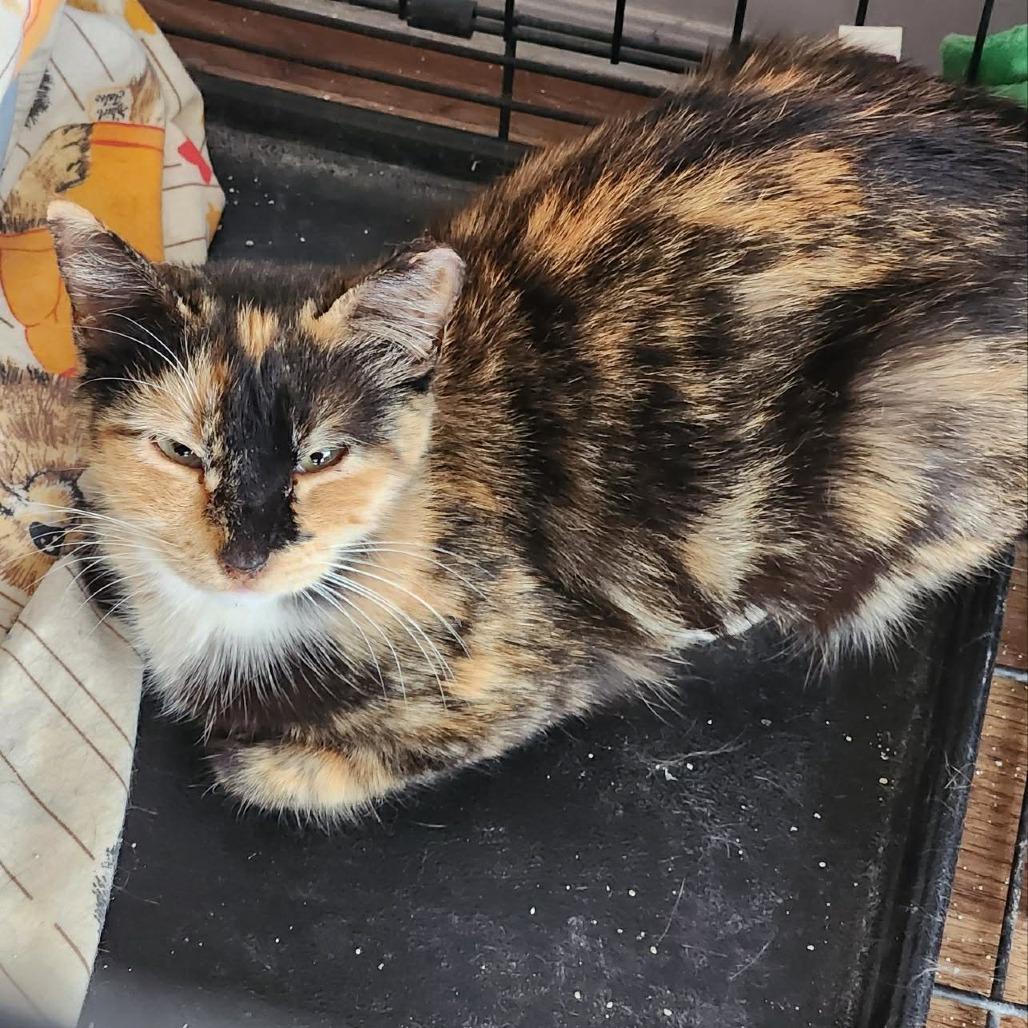 Enlarge Sakura, a Adoptable Domestic Short Hair in Las Cruces, NM image 1/2