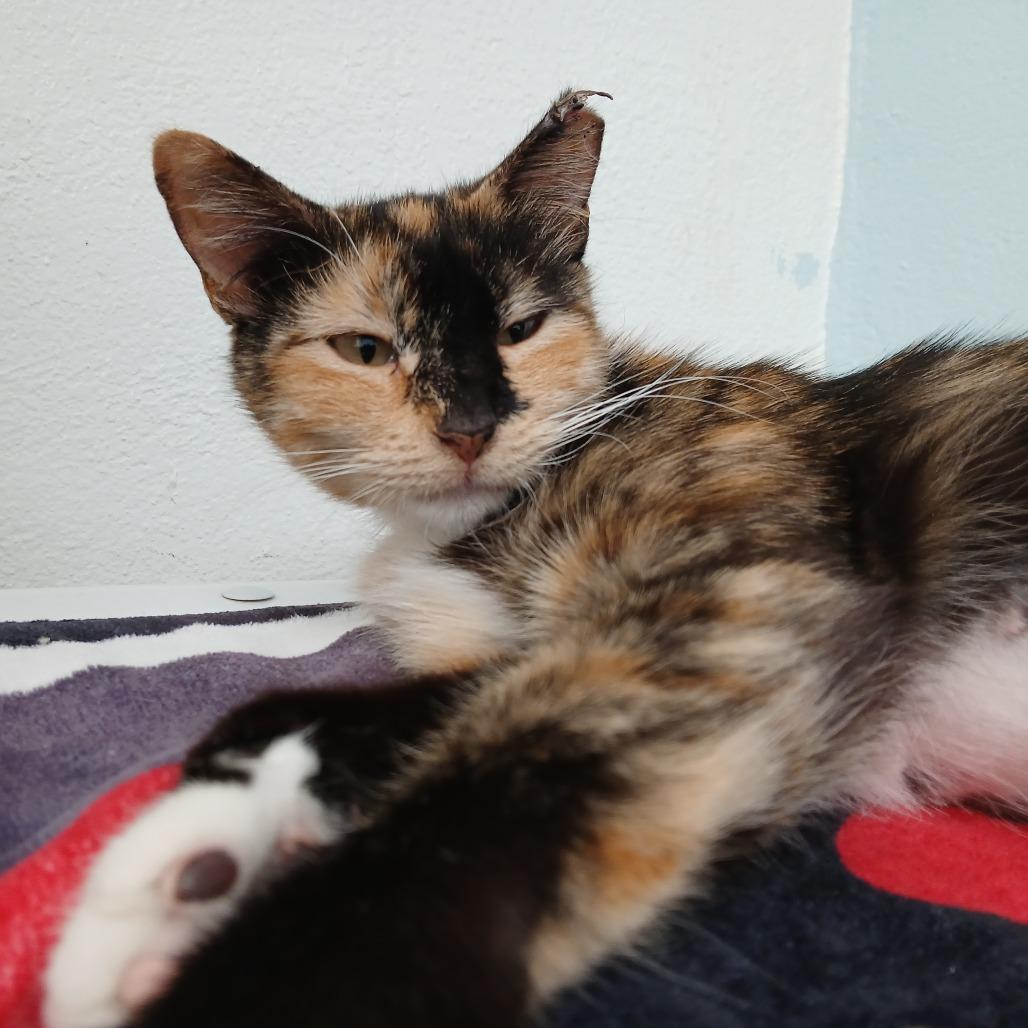 Enlarge Sakura, a Adoptable Domestic Short Hair in Las Cruces, NM image 2/4