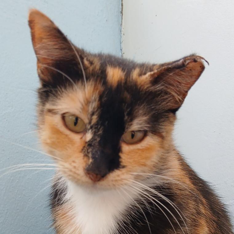 Enlarge Sakura, a Adoptable Domestic Short Hair in Las Cruces, NM image 3/4