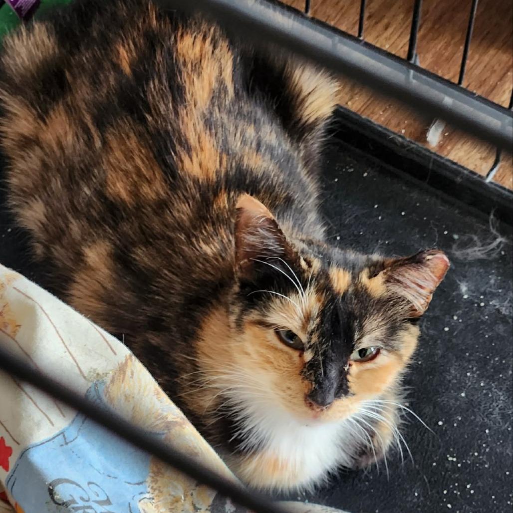 Enlarge Sakura, a Adoptable Domestic Short Hair in Las Cruces, NM image 2/2