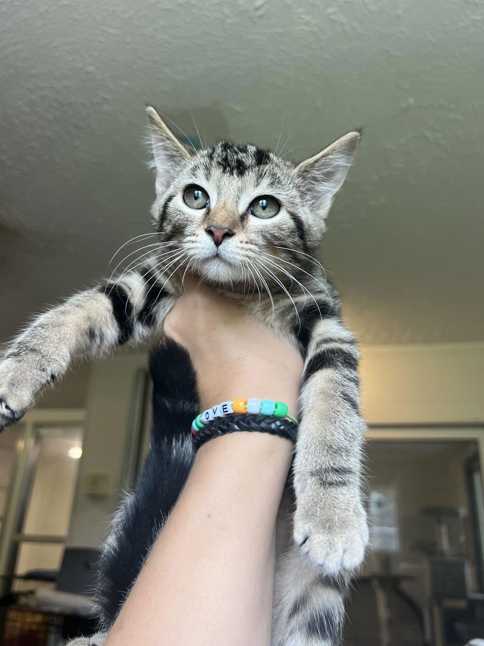 Lainey, Adopted, Kitten Female American Shorthair.