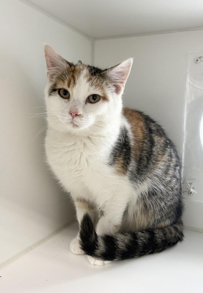 Enlarge Pumpkin ~ Available at PetSmart Warsaw, IN!!, a Adoptable Domestic Short Hair in Rochester, IN image 1/1