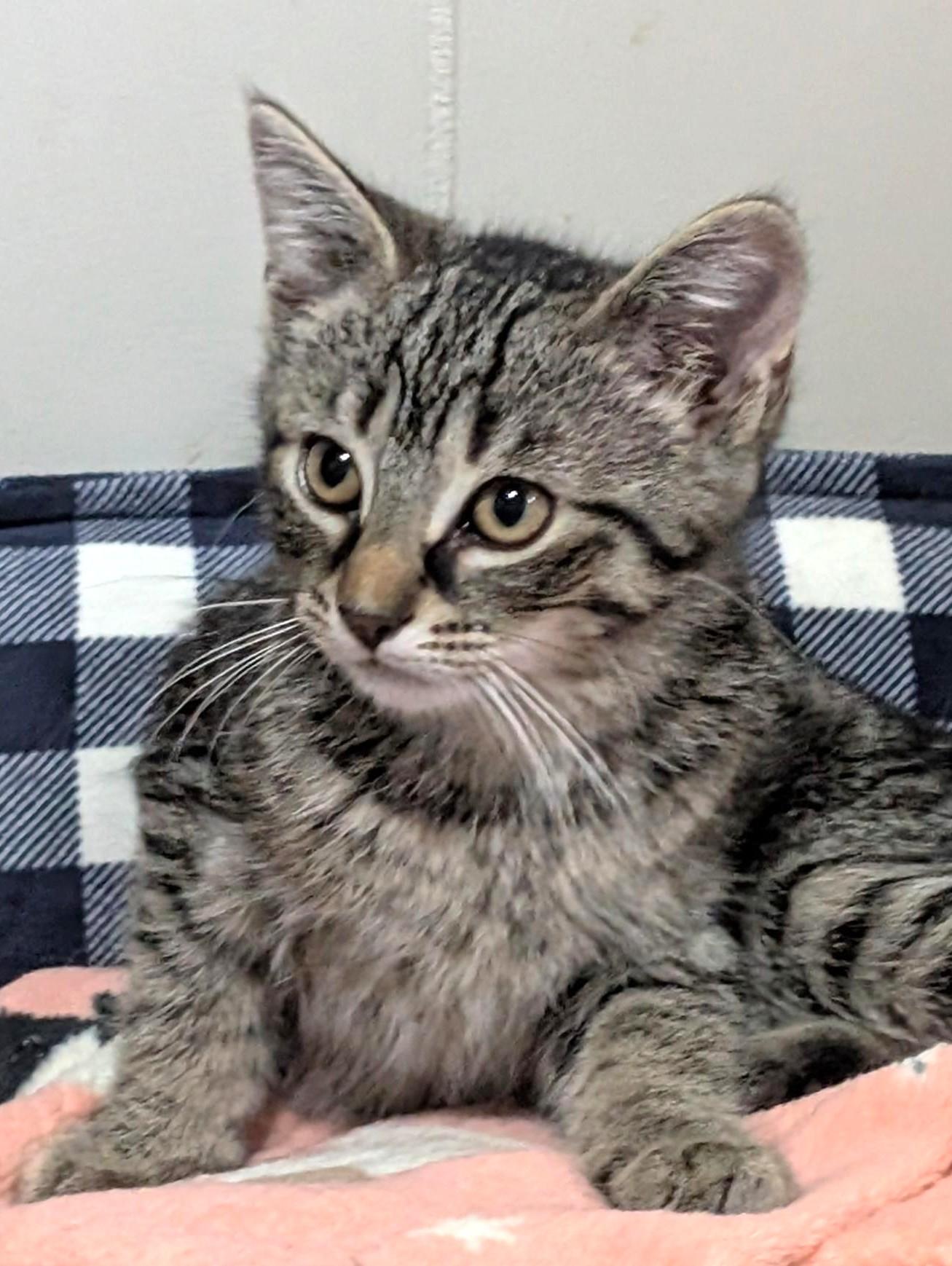 Snickers, Baby Male unknown