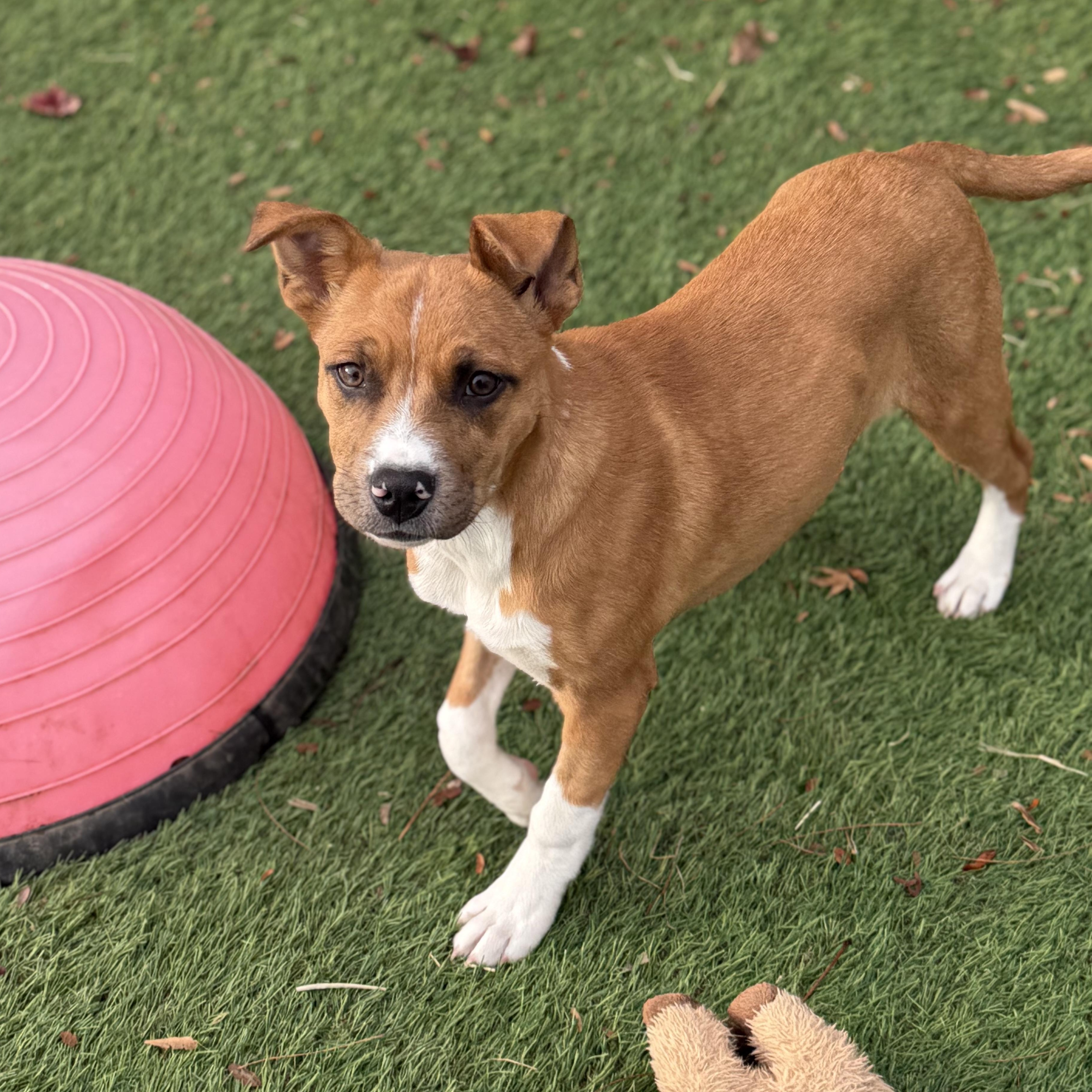 Pumpkin Spice, Adoptable, Puppy Female Boxer & Pit Bull Terrier.