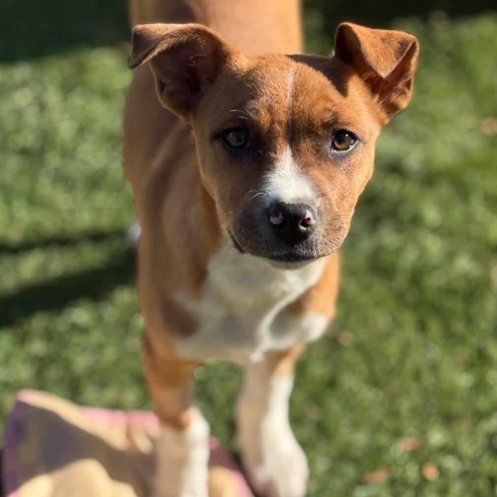 Pumpkin Spice, a Adoptable mixed breed in Glenolden, PA image 5/6