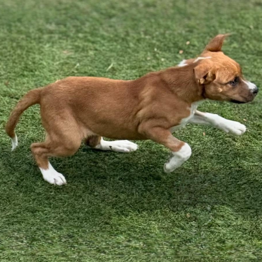 Pumpkin Spice, a Adoptable mixed breed in Glenolden, PA image 6/6