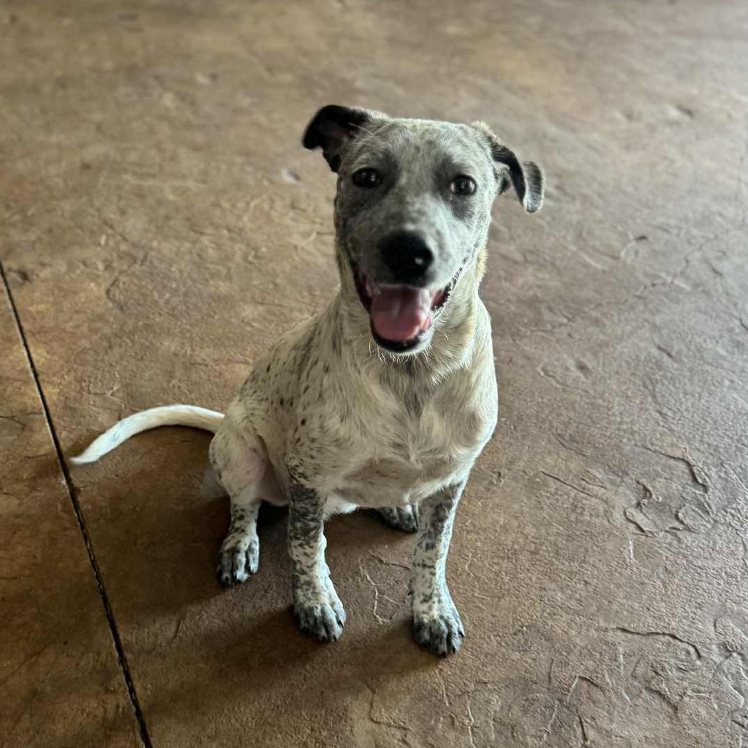 Pepper