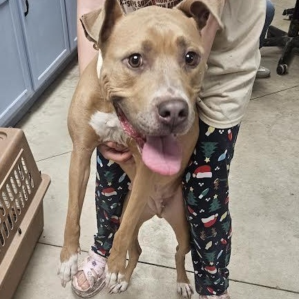 Enlarge Ella, a ADOPTABLE American Staffordshire Terrier in Blue Earth, MN image 1/1